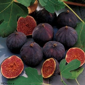 نهال انجیر المی