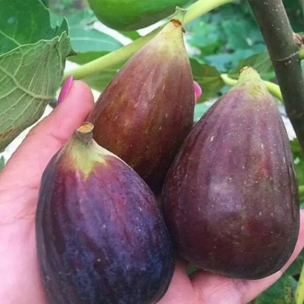نهال انجیر گلابی