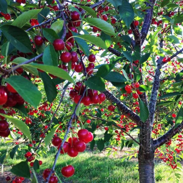 نهال آلبالو گوشواره ای