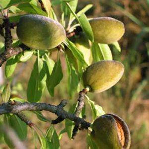 نهال بادام مامایی
