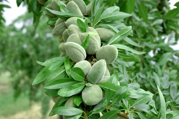 نهال بادام آذر (بادام دیر گل)