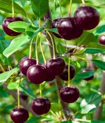 نهال آلبالو اسرائیلی