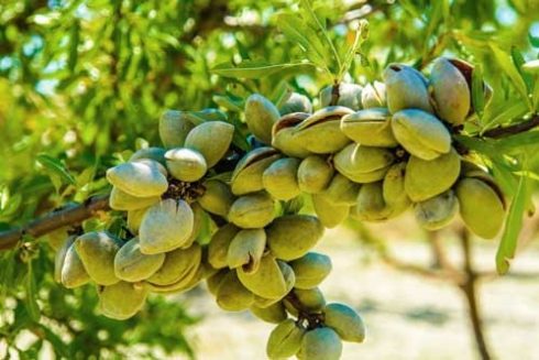 نهال بادام سوپرنوا